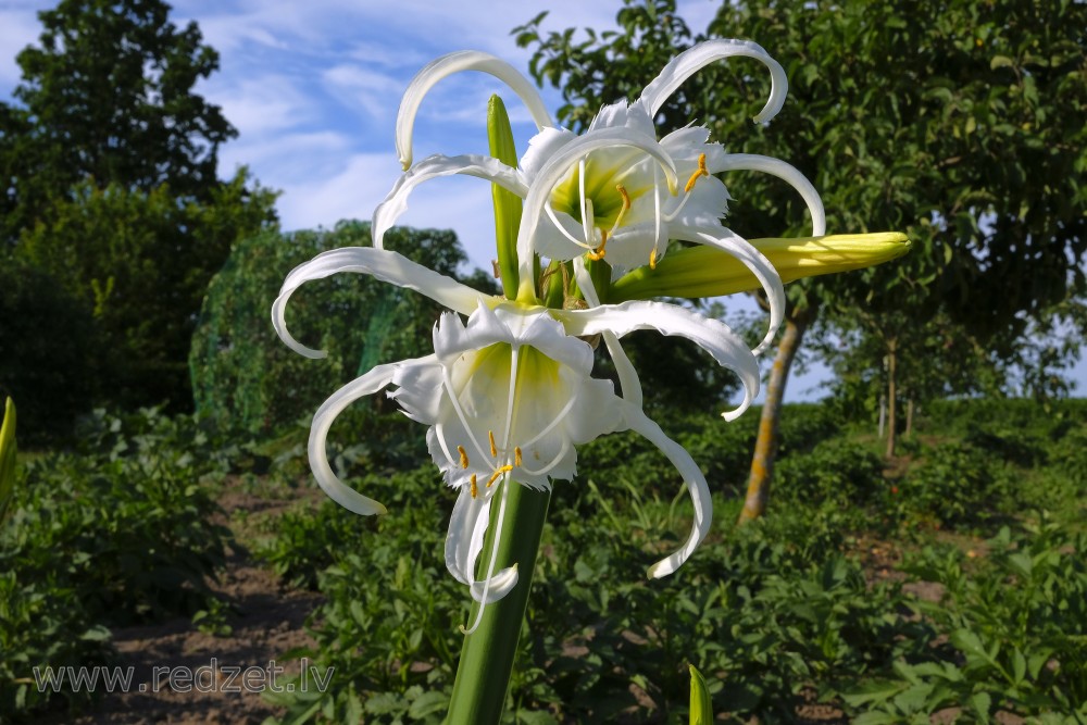 Hymenocallis calathina "Spider lily"
