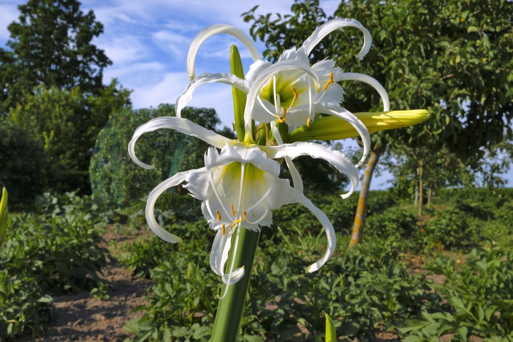 Hymenocallis calathina "Spider lily"