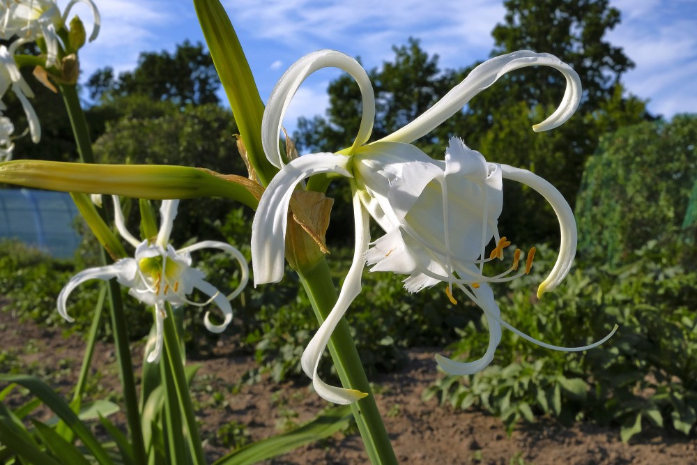 Hymenocallis calathina "Spider lily"