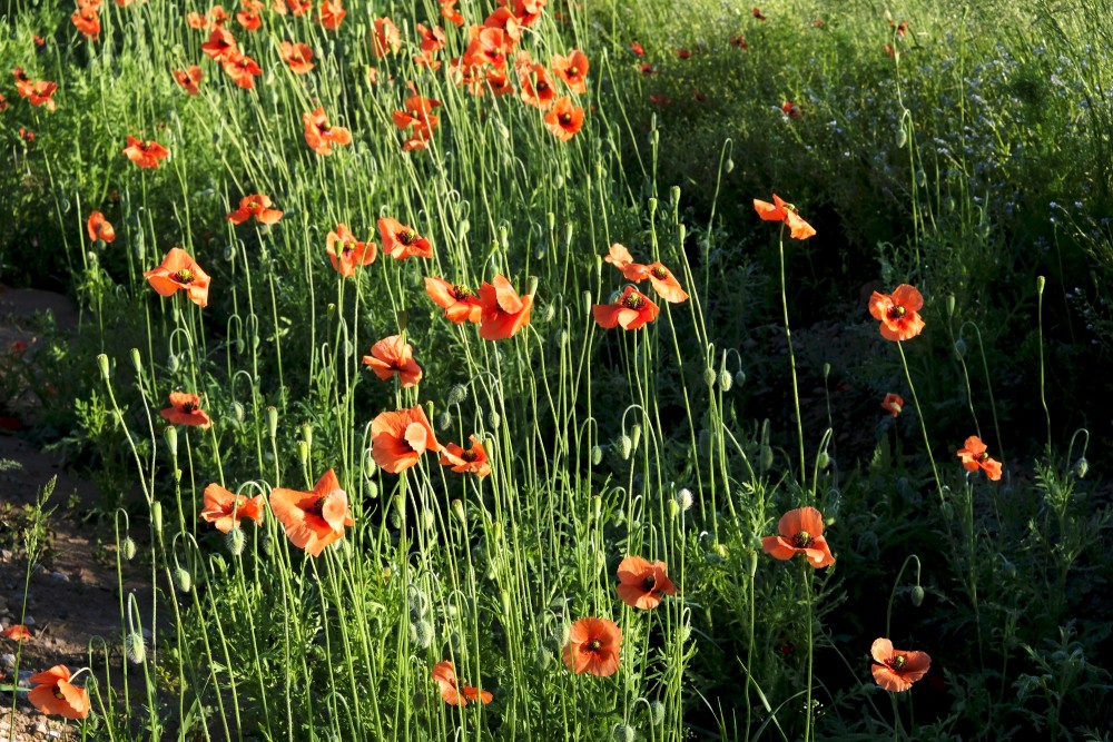 Long-headed poppy