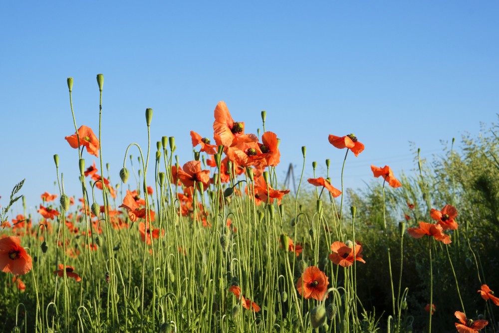 Long-headed poppy