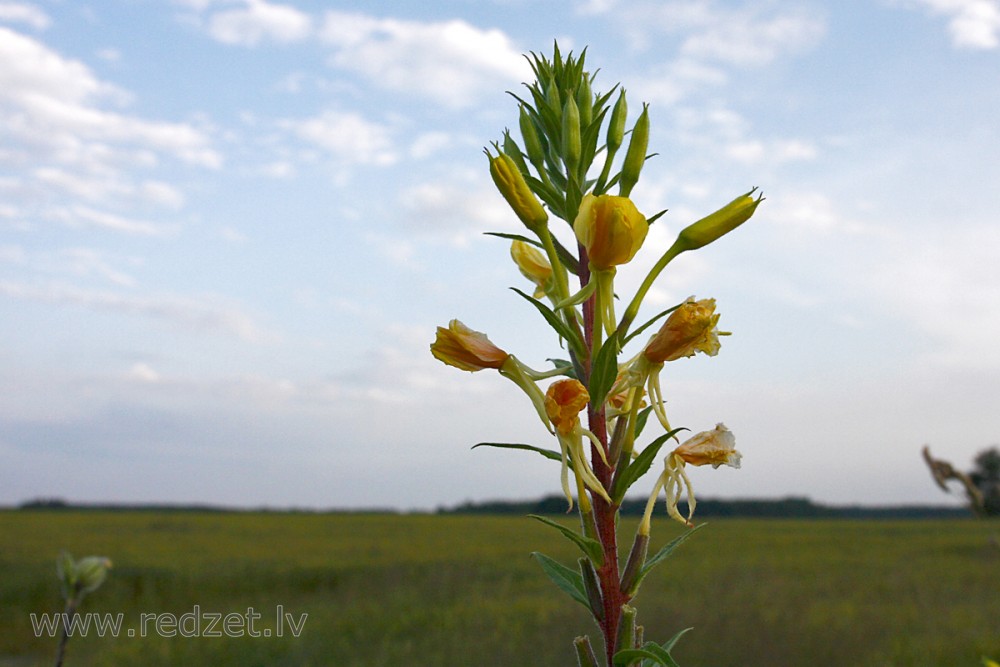 Divgadīgā naktssvece