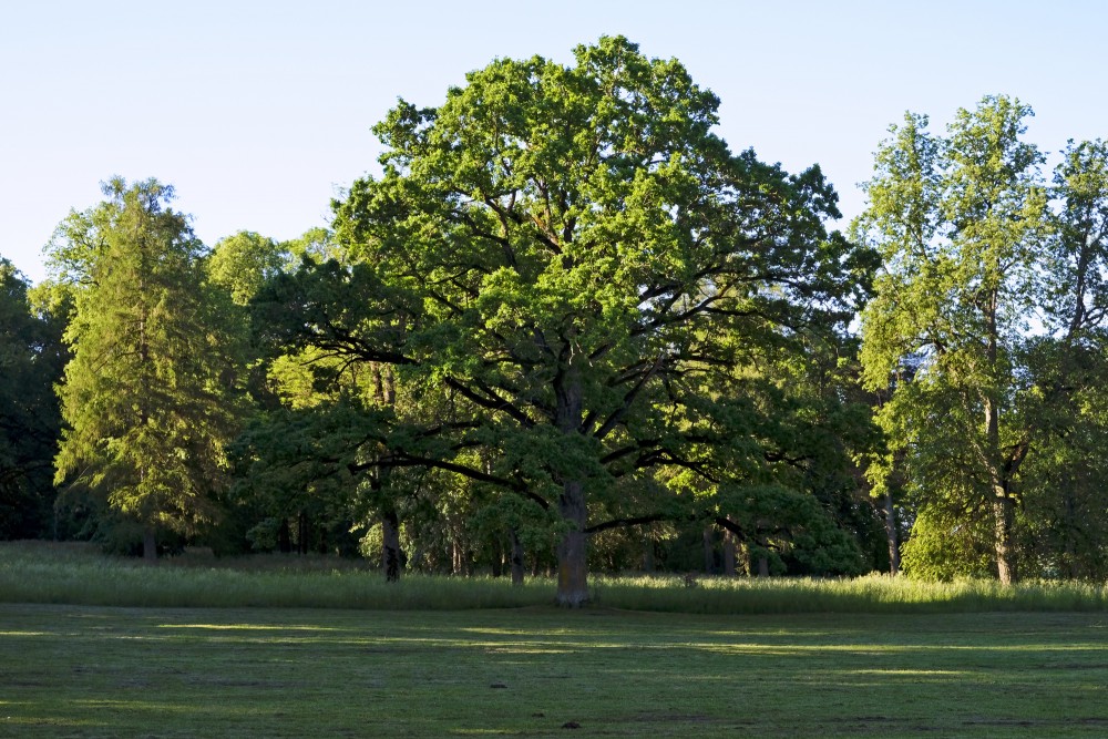 Oak Tree