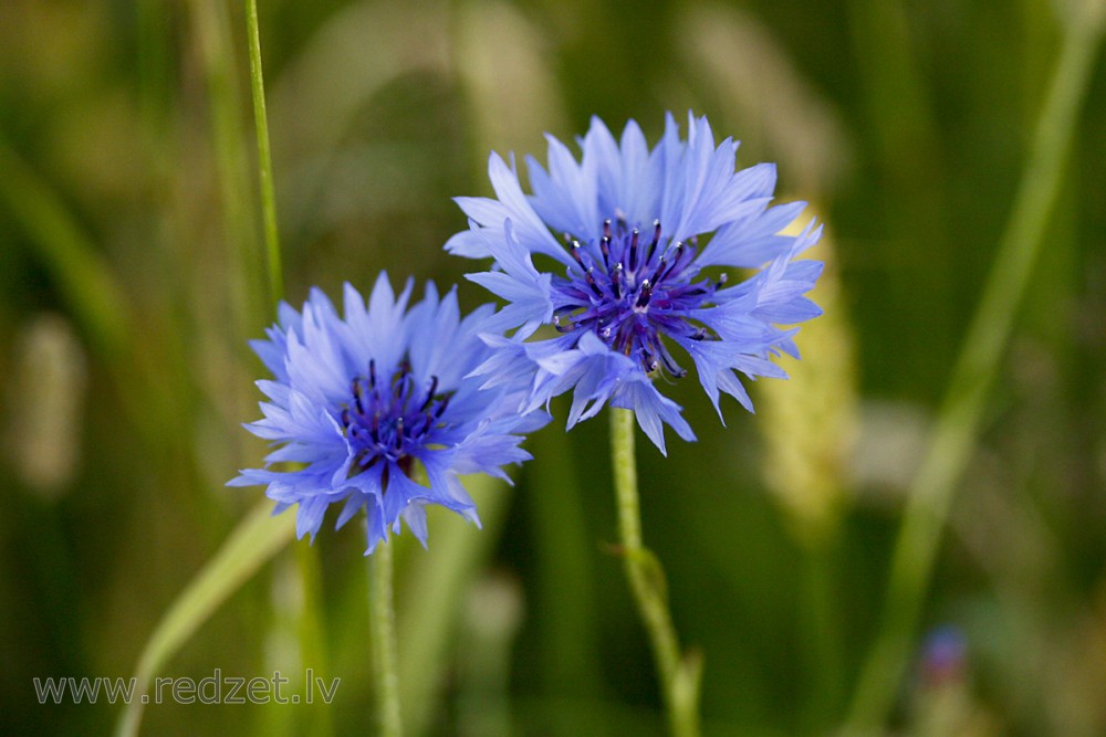 Cornflower