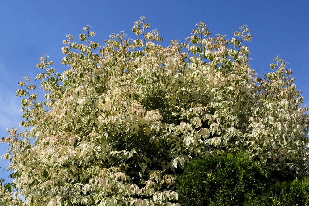 Boxelder or Ash-leaved Maple 'Flamingo'
