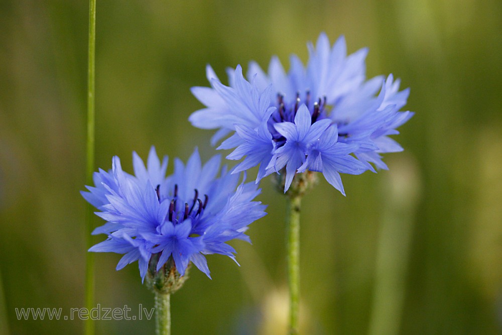 Cornflower