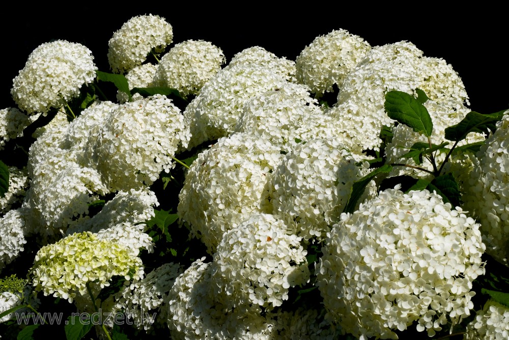 Smooth Hydrangea
