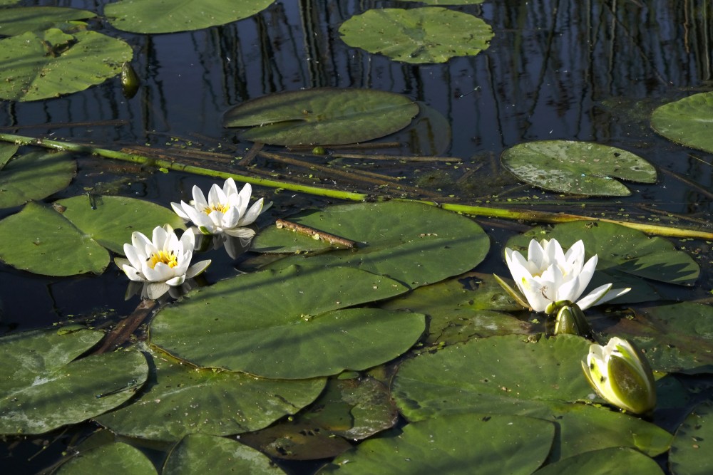 Nymphaea alba (White waterlily)