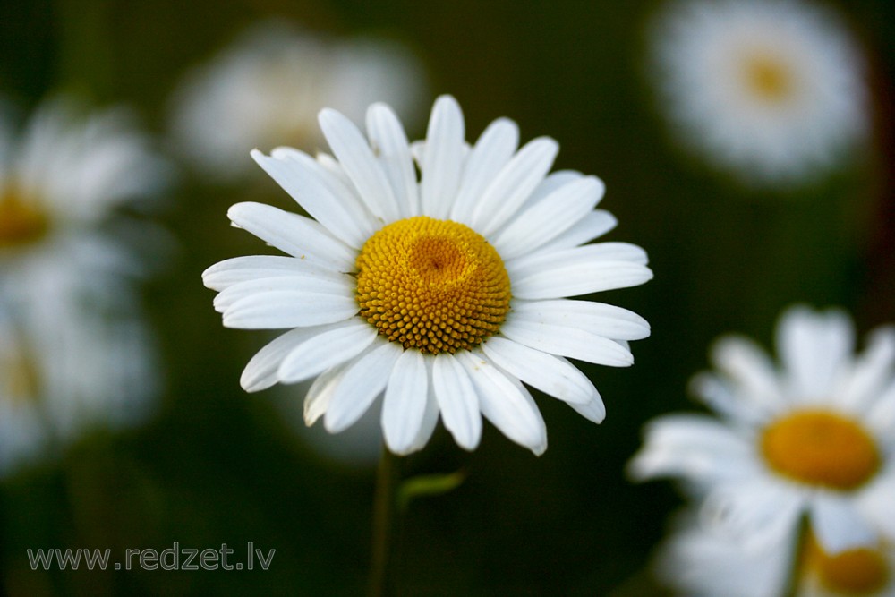 Close up of Oxeye Daisy