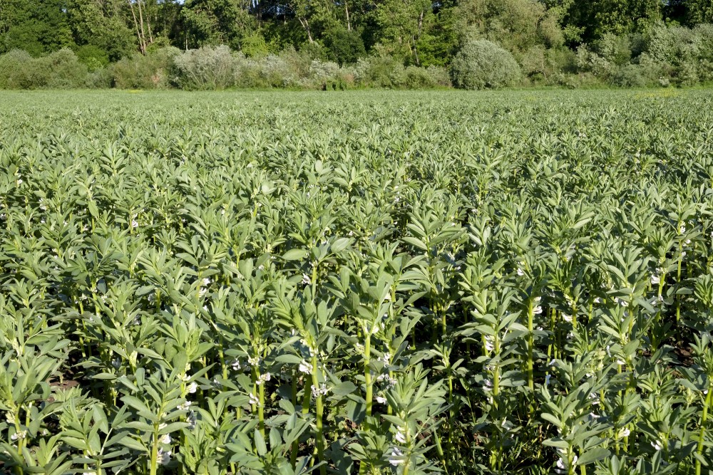 Broad Beans