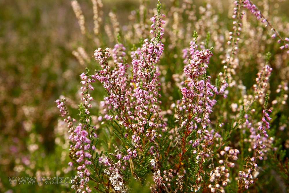 Sila virsis (Calluna vulgaris)