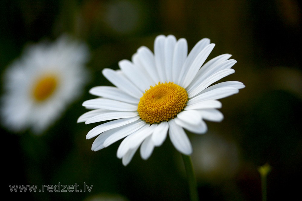 Close up of Oxeye Daisy