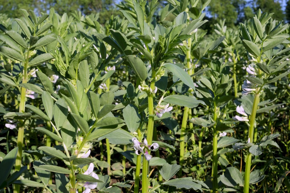 Broad Beans