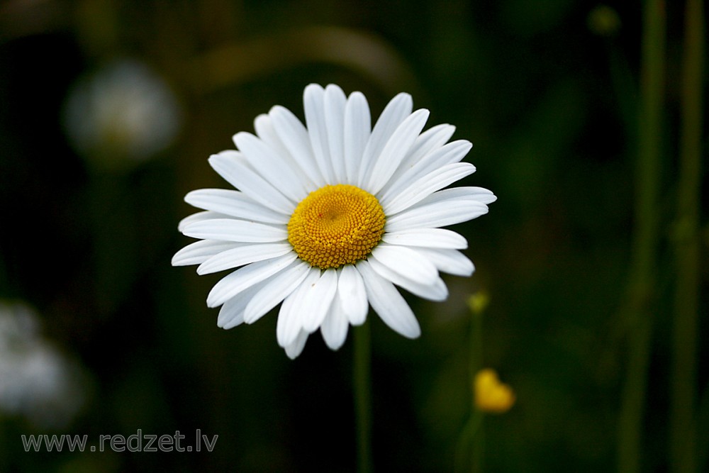 Close up of Oxeye Daisy