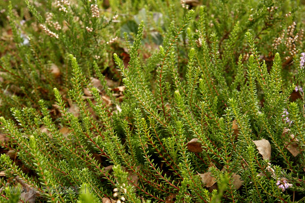 Sila virsis (Calluna vulgaris) 