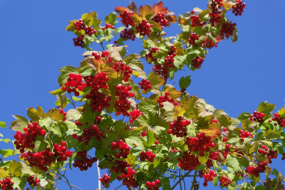 Guelder Rose Fruits