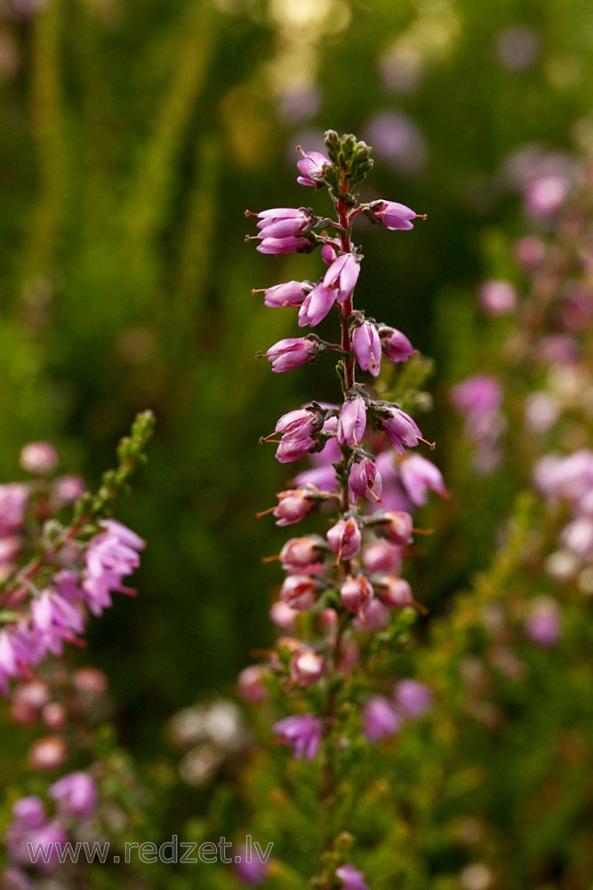 Sila virsis (Calluna vulgaris)