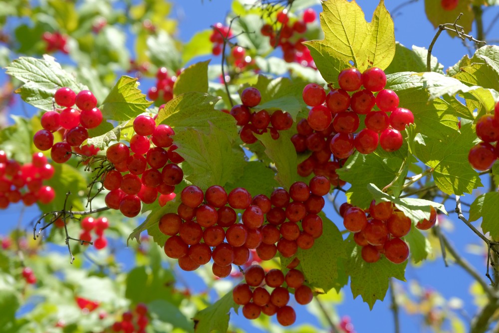 Guelder Rose Fruits