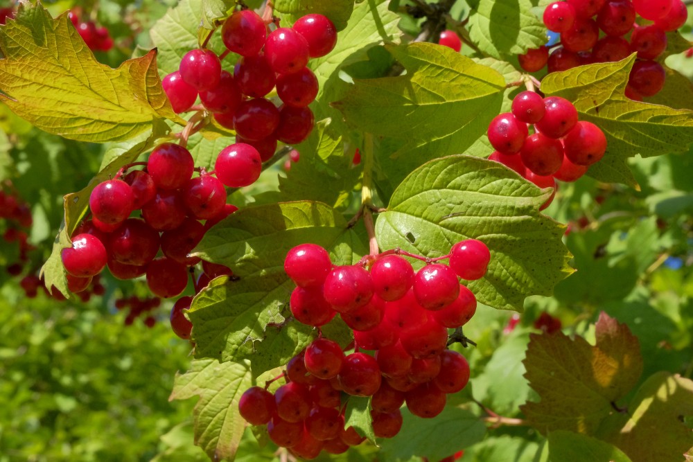 Guelder Rose Fruits