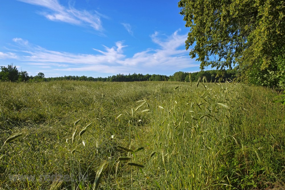 Veldrē sakrituši rudzi Veldrē sakrituši rudzi