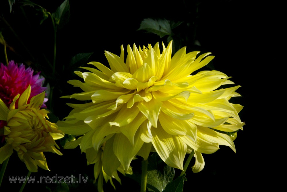 Dzeltens Dālijas zieds