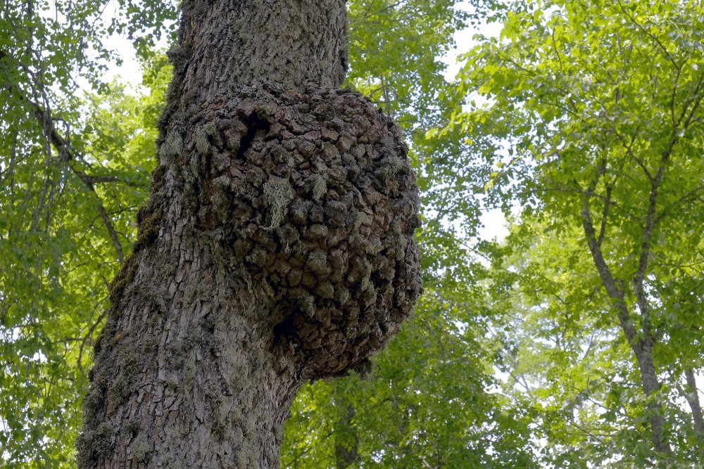 Burl on a Tree Trunk