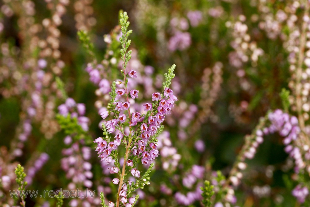 Sila virsis (Calluna vulgaris)