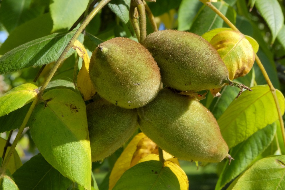 Walnut Fruits