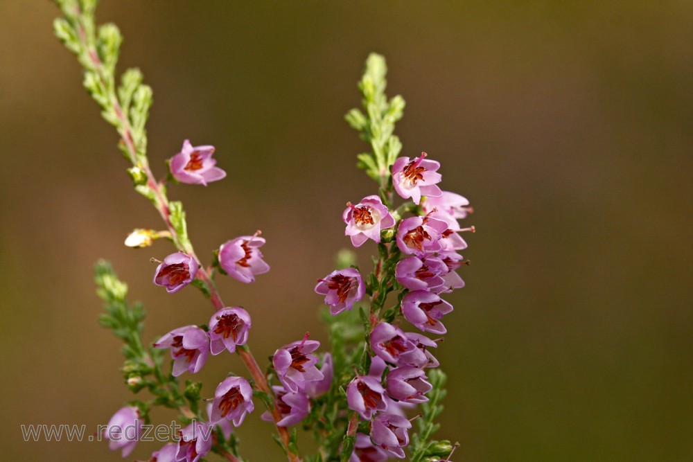 Sila virsis (Calluna vulgaris)