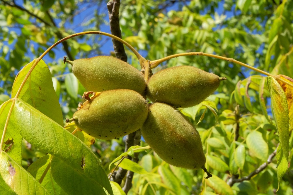 Walnut Fruits