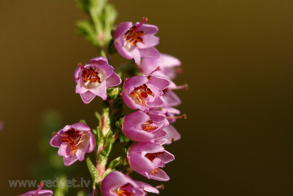 Sila virsis (Calluna vulgaris)