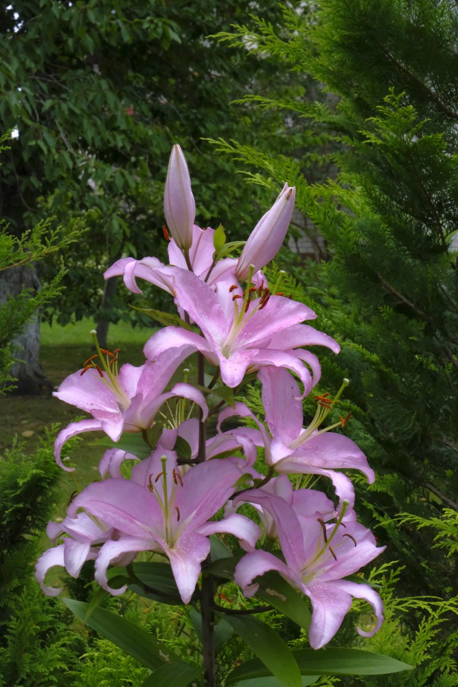 Bouquet of Lilies in Flowerbed