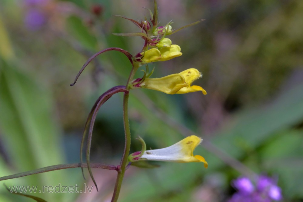 Common cow-wheat