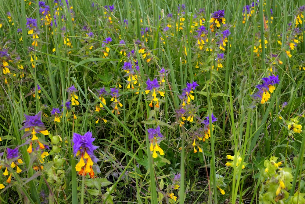 Melampyrum nemorosum