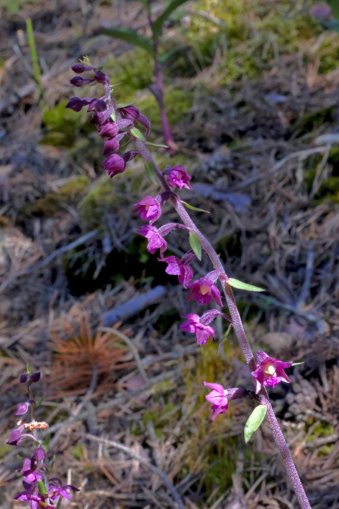 Tumšsarkanā dzeguzene