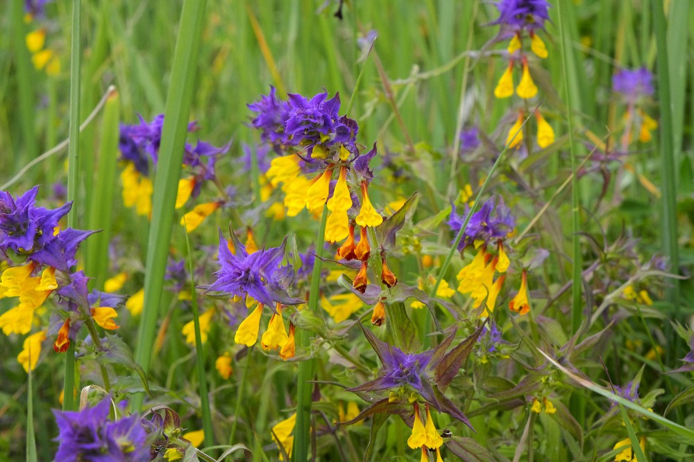 Birztalas nārbulis (Melampyrum nemorosum)