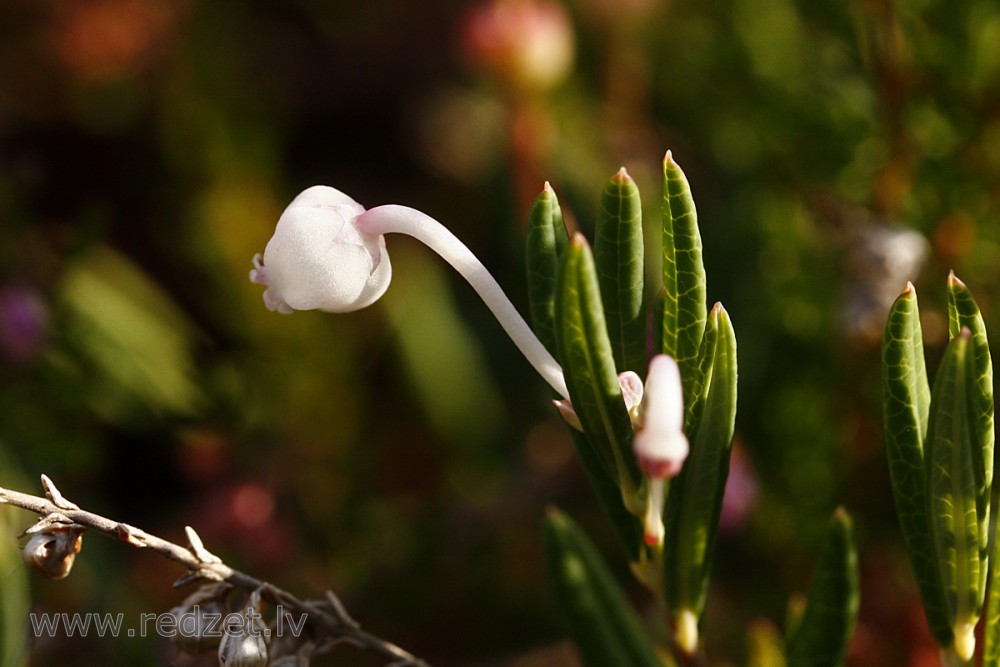 Polijlapu andromēda (daudzlapu andromēda)