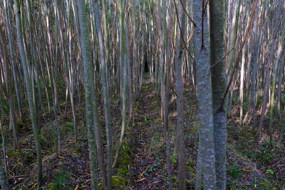 Willow Short-rotation Coppice Plantation