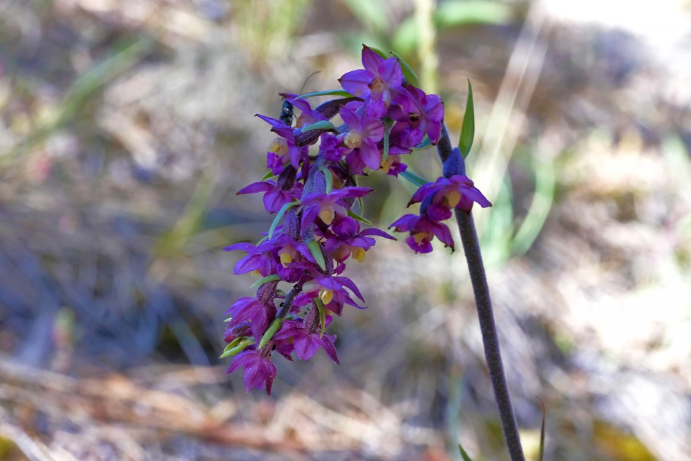 Tumšsarkanā dzeguzene