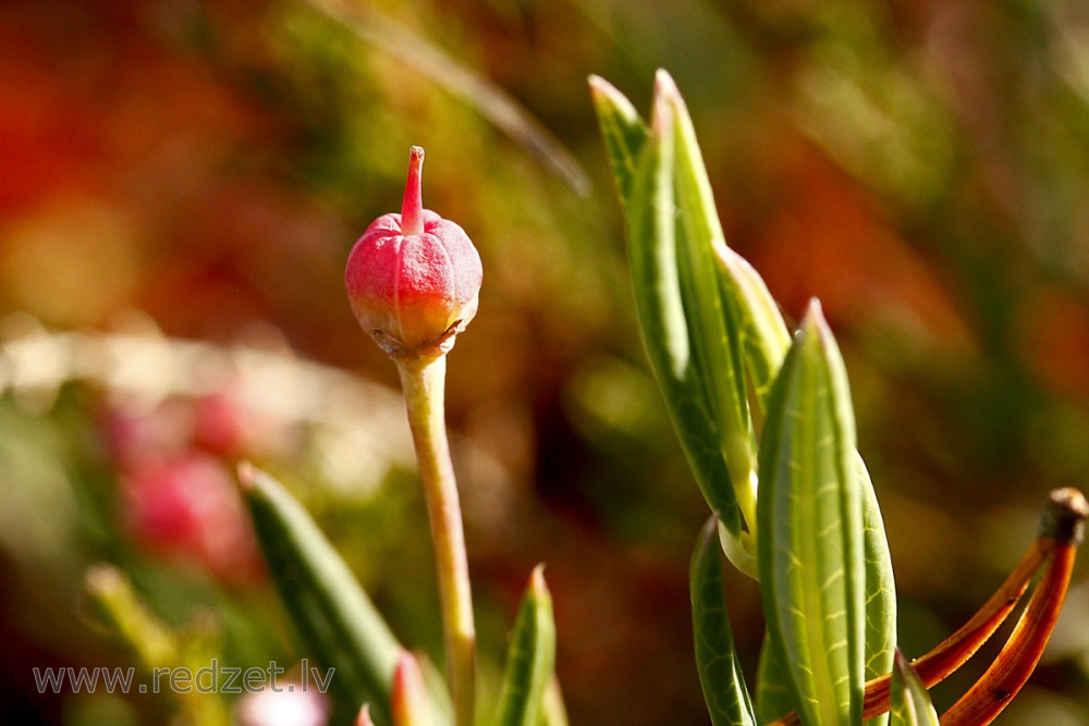 Polijlapu andromēda (daudzlapu andromēda)