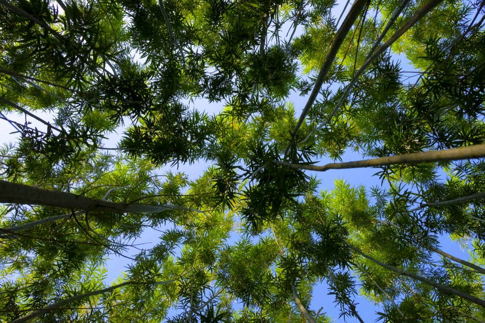 Short-rotation Willow Leafage