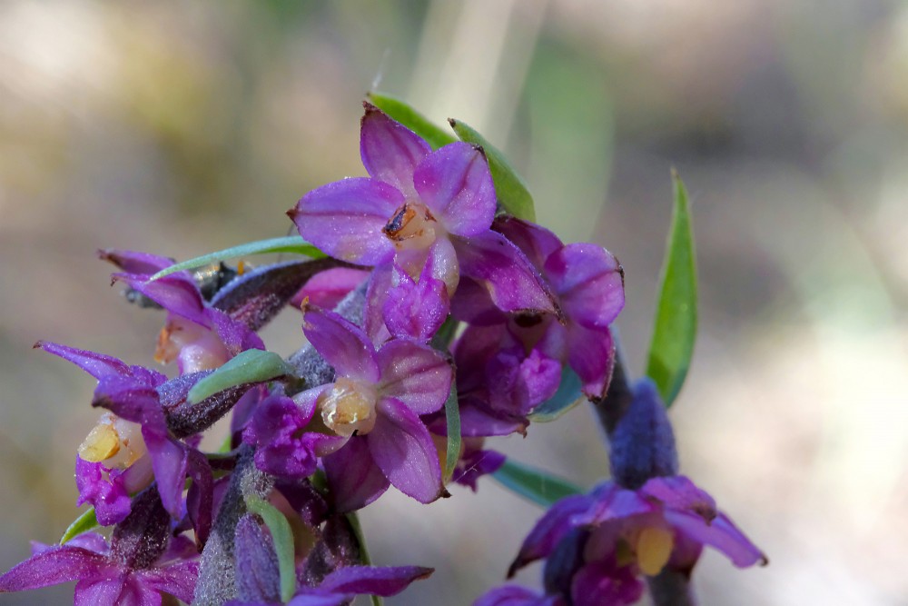 Tumšsarkanā dzeguzene