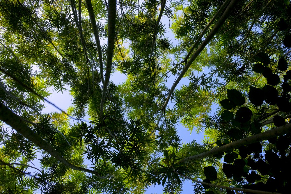 Short-rotation Willow Leafage