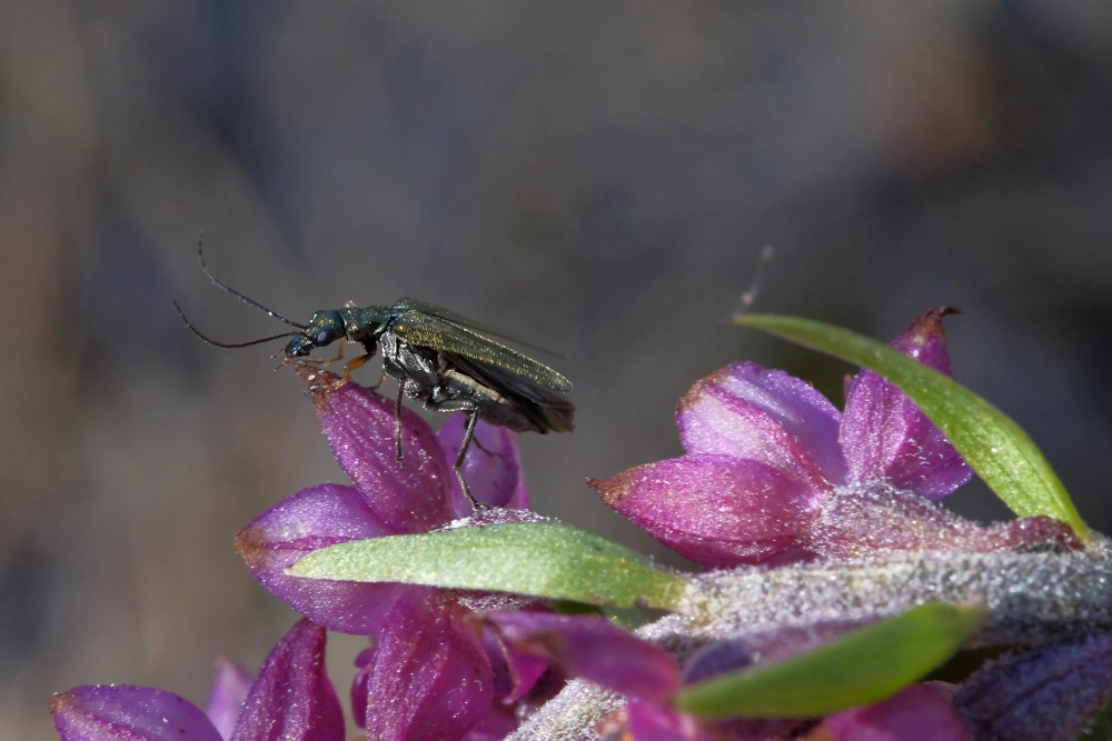 Māņkoksngrauzis uz tumšsarkanās dzeguzenes zieda Māņkoksngrauzis uz tumšsarkanās dzeguzenes zieda