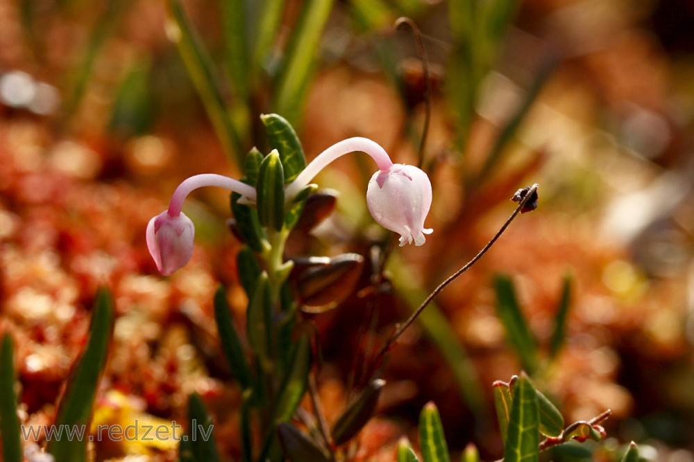 Polijlapu andromēda (daudzlapu andromēda)