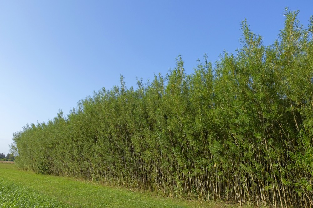 Willow Short-rotation Coppice Plantation
