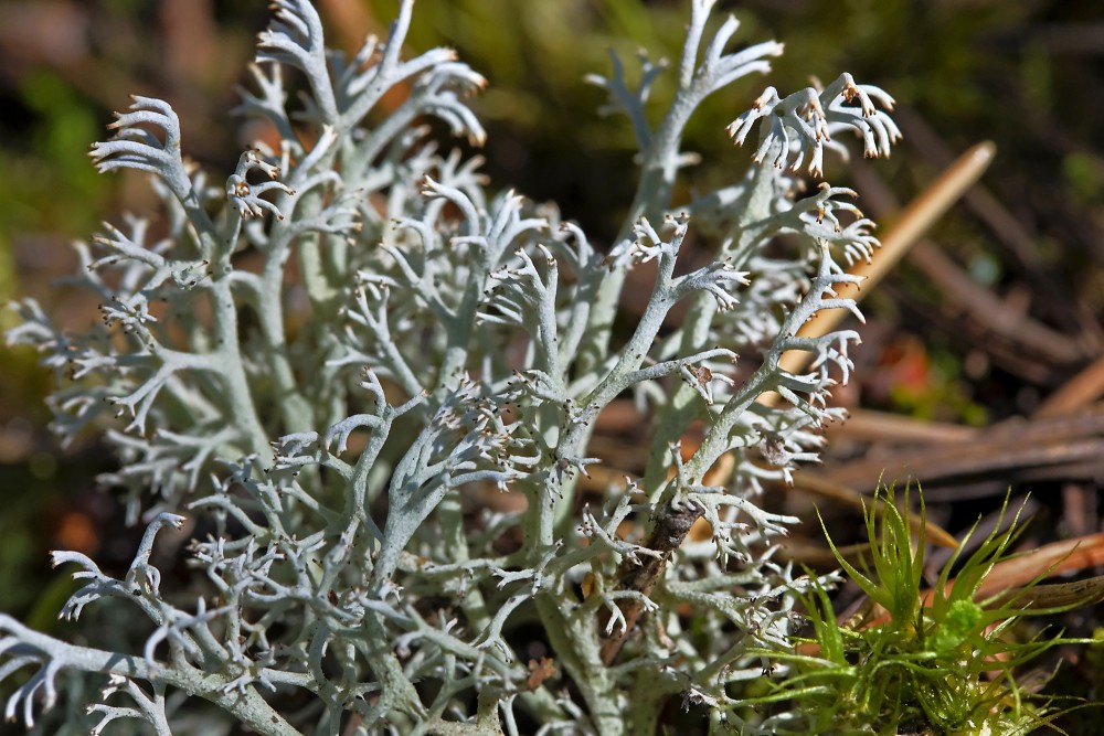 Cladina ģints ķērpis Cladina ģints ķērpis