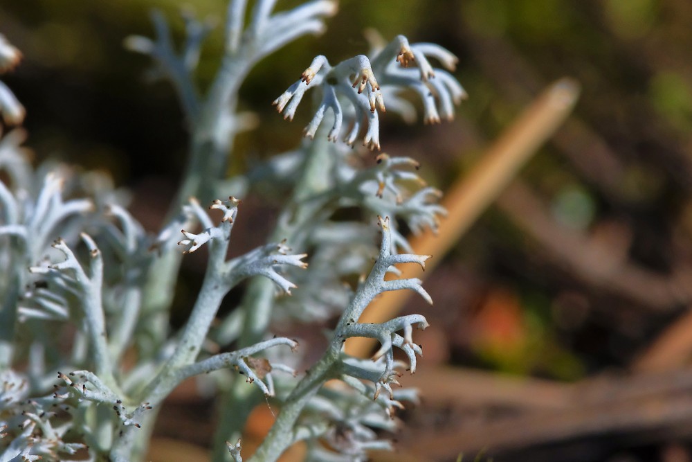 Cladina ģints ķērpis