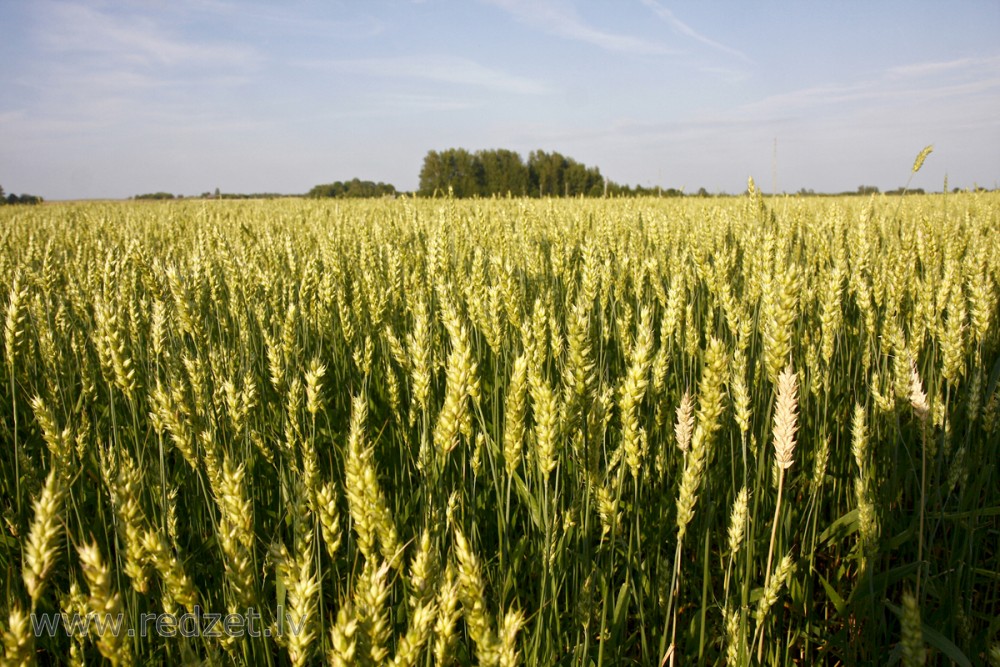 Kvieši (Triticum)