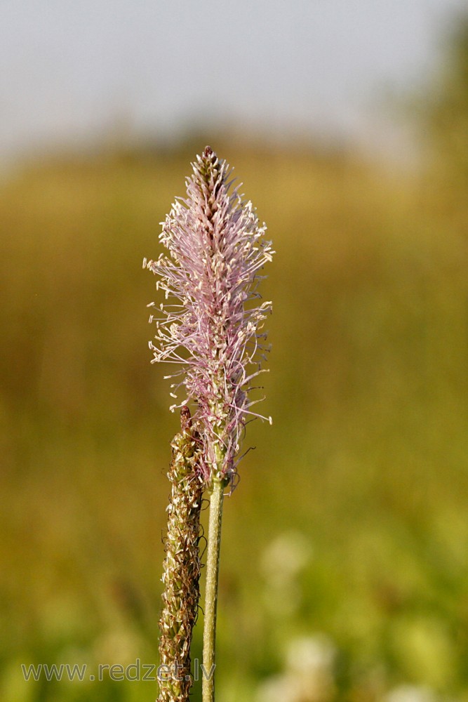 Vidējā ceļteka (Plantago media)